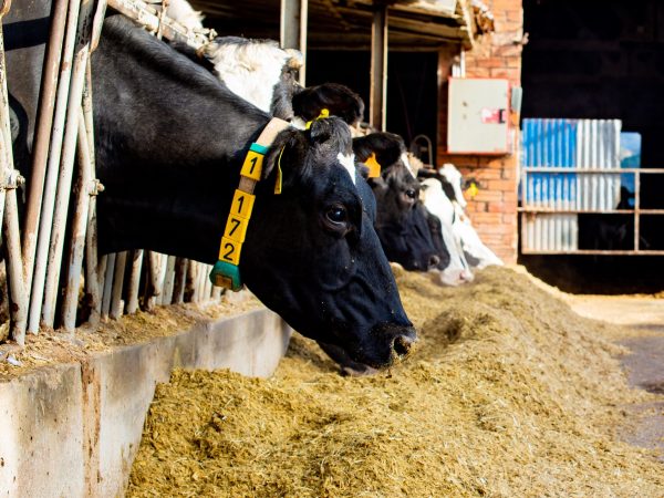 A group of black and white cows, standing side by side, grazing on hay in their stable